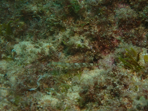 Red-black triplefin (Tripterygion tripteronotum) — Tripterygiidae