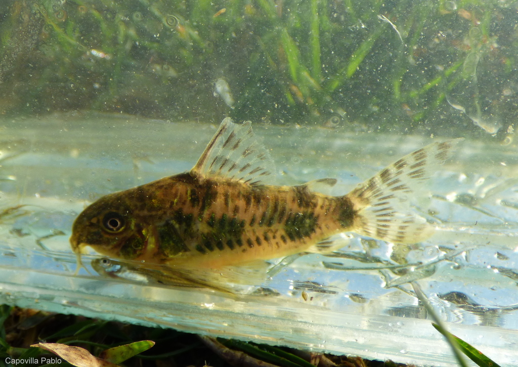 Corydoras longipinnis