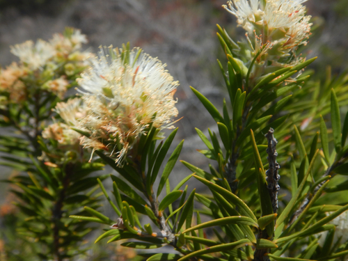 Melaleuca capitata, photograph 1