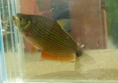 Common Ipau photo 3
