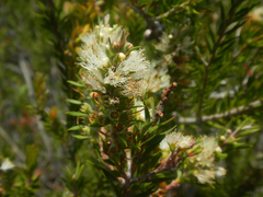 Melaleuca capitata