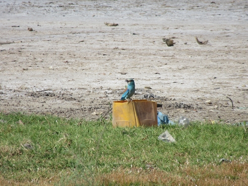 Abyssinian Roller