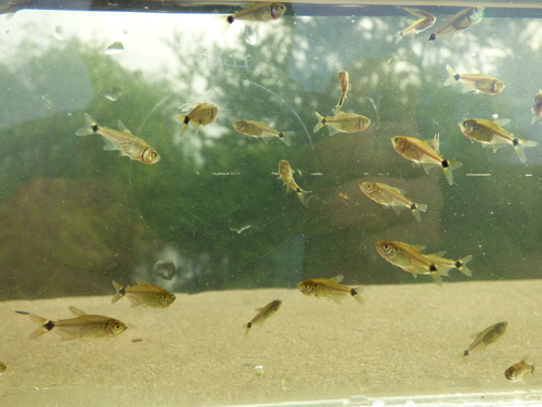 Paraguay tetra (Odontostilbe paraguayensis) — Characidae — 3