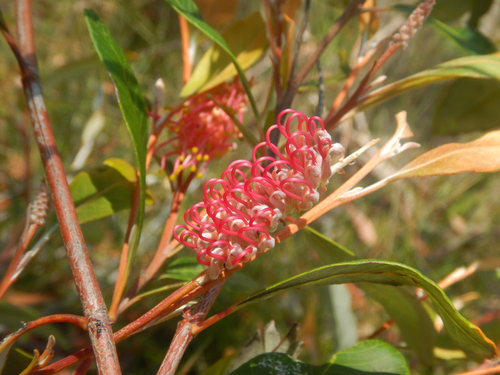 Grevillea macleayana, photograph 5