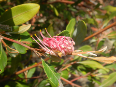 Grevillea macleayana, photograph (c) Bryce Watts-Parker, some rights reserved (CC BY)