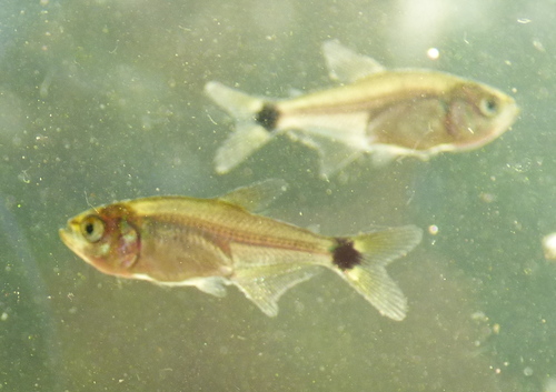 Odontostilbe paraguayensis