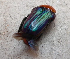 Leucocelis amethystina