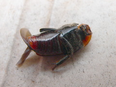 Leucocelis amethystina