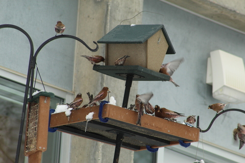 Grey-crowned Rosy Finch (Leucosticte tephrocotis), photo 2