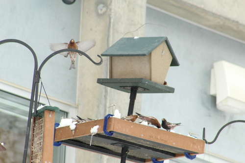 Black Rosy Finch (Leucosticte atrata)