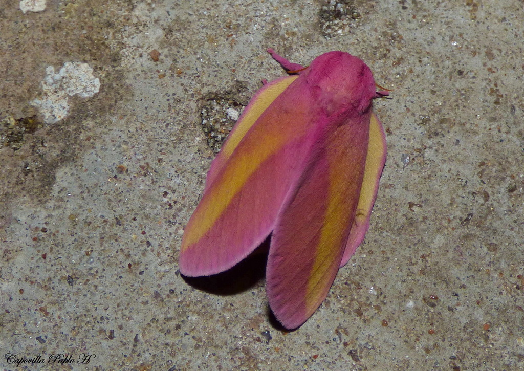 Psilopygida walkeri