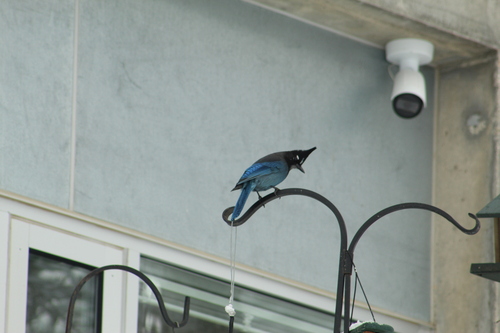 Steller's Jay (Cyanocitta stelleri), photo 5