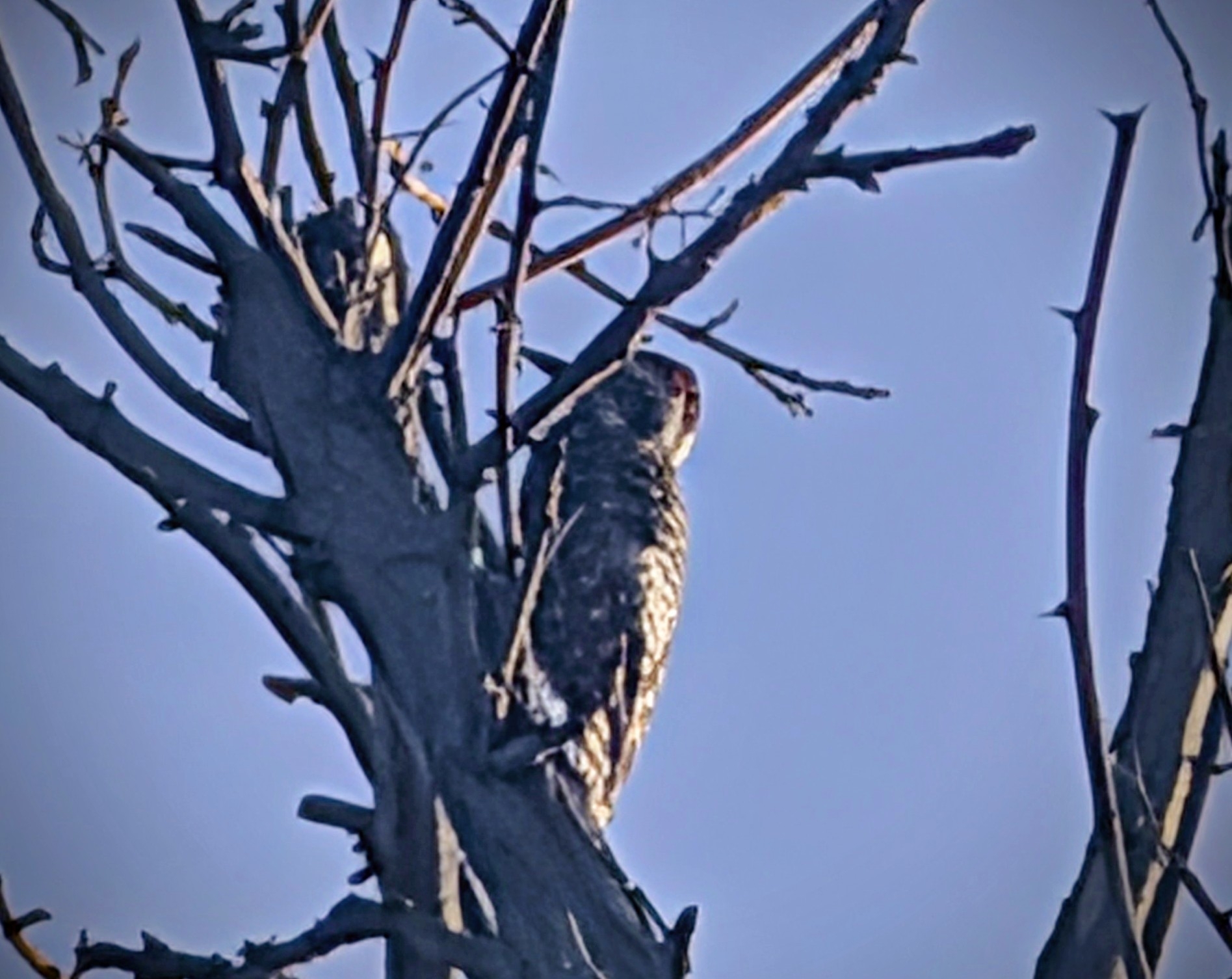 Striped Woodpecker (Veniliornis lignarius), photo 1
