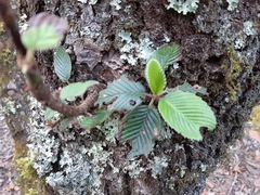 Cercocarpus macrophyllus