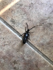 Stenelytrana emarginata