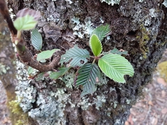 Cercocarpus macrophyllus