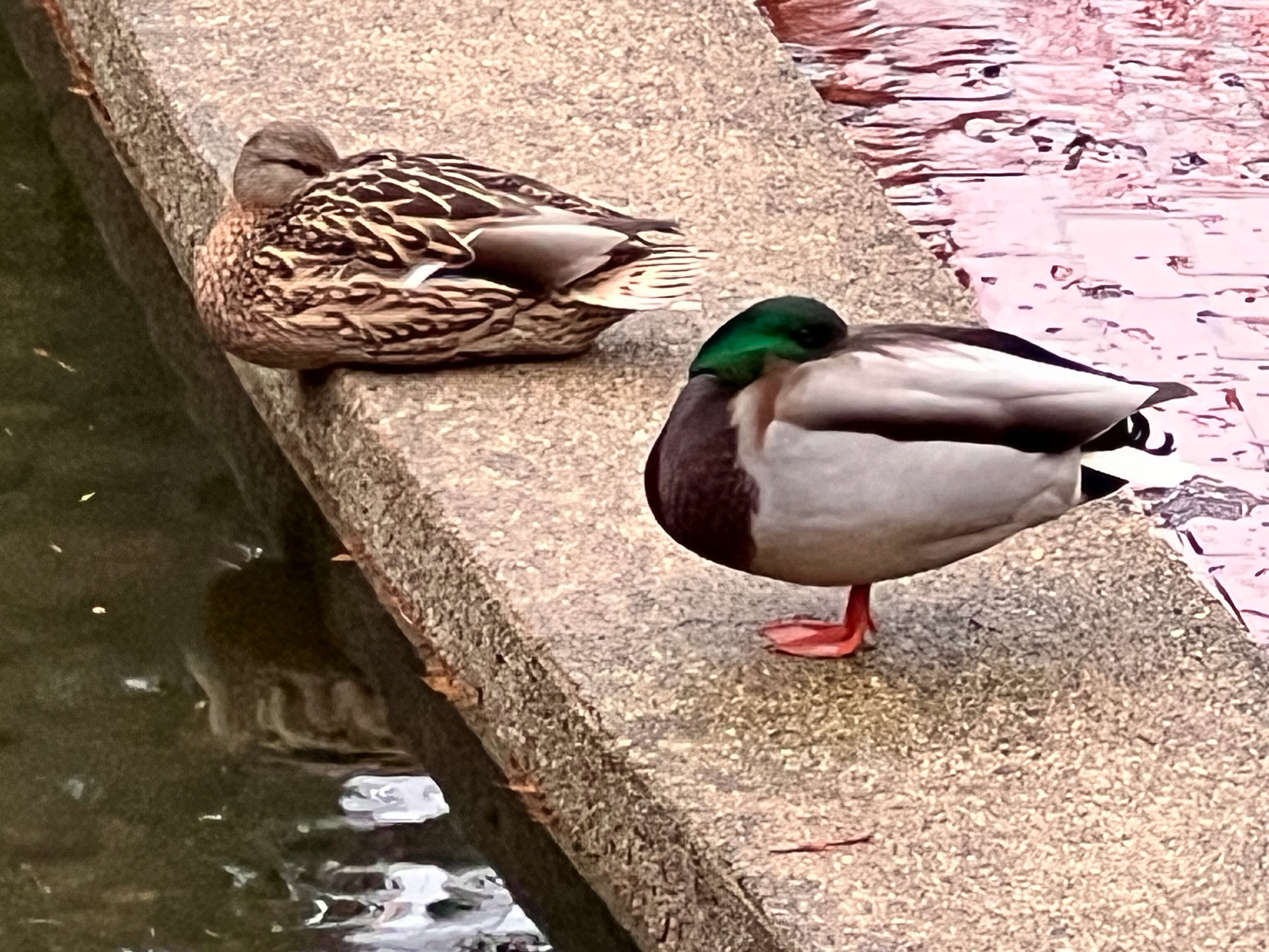 Mallard (Anas platyrhynchos), photo 7