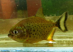 Pygocentrus nattereri