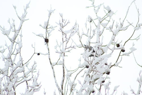 Clark's Nutcracker (Nucifraga columbiana)