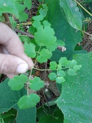 Thalictrum strigillosum