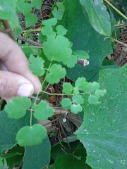 Thalictrum strigillosum
