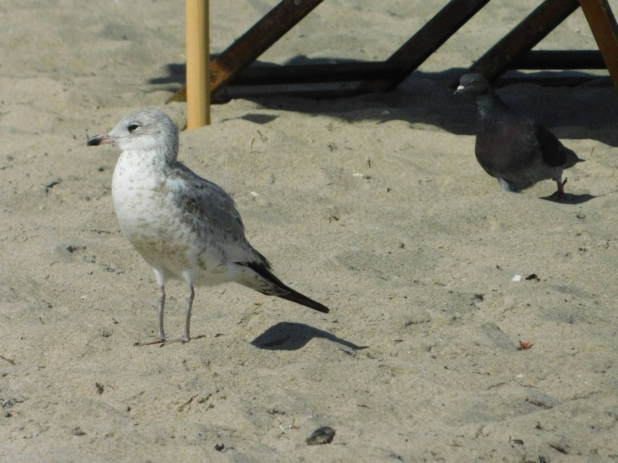 Ring-billed Gull (Larus delawarensis), photo 1