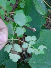 Thalictrum strigillosum