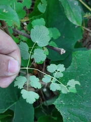 Thalictrum strigillosum