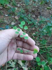 Thalictrum strigillosum