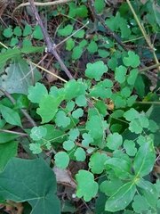 Thalictrum strigillosum