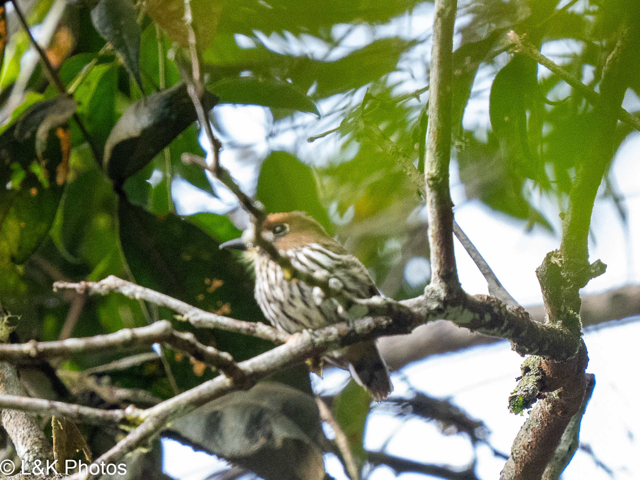 Lanceolated Monklet (Micromonacha lanceolata), photo 3
