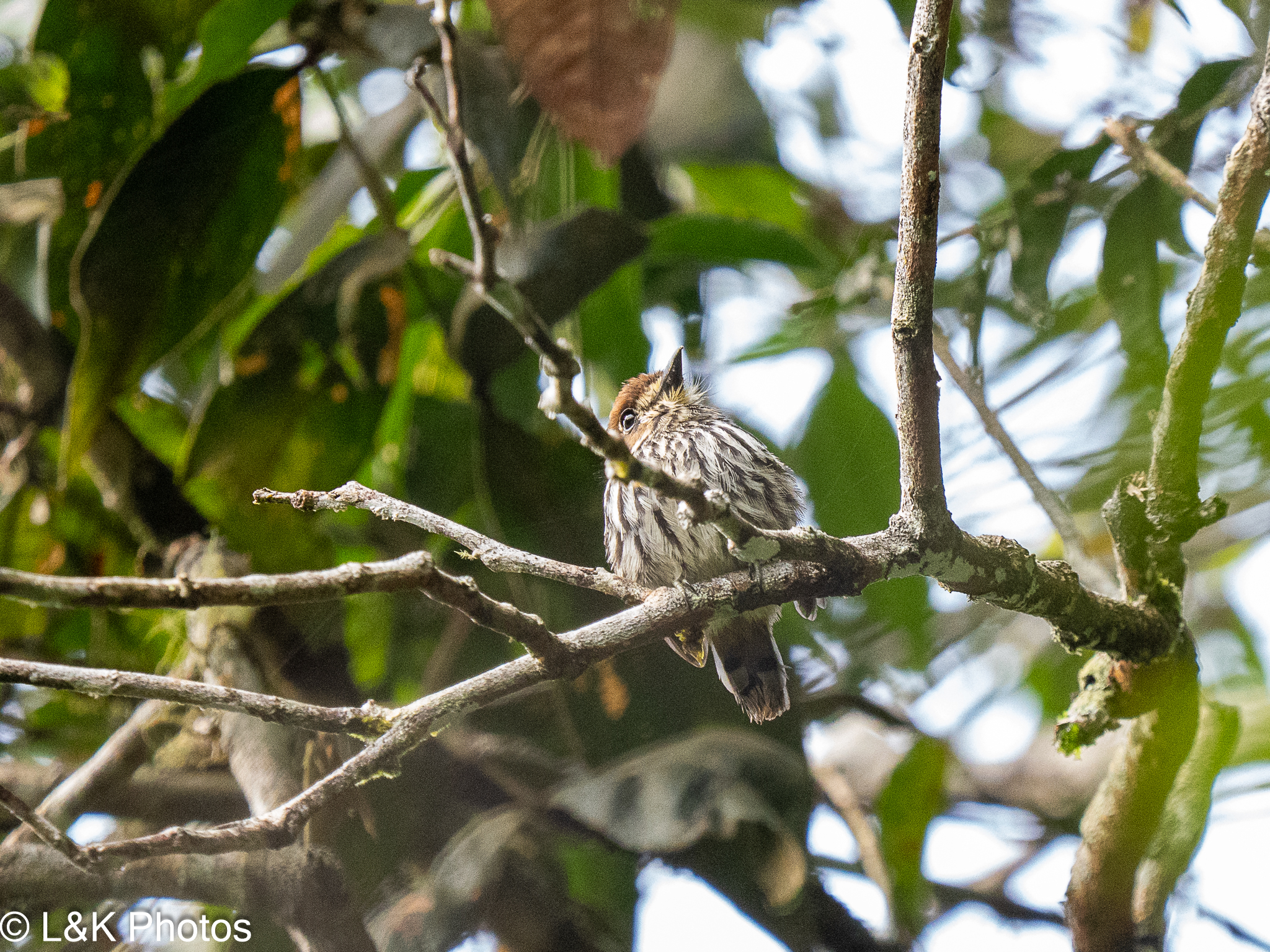 Lanceolated Monklet (Micromonacha lanceolata), photo 4