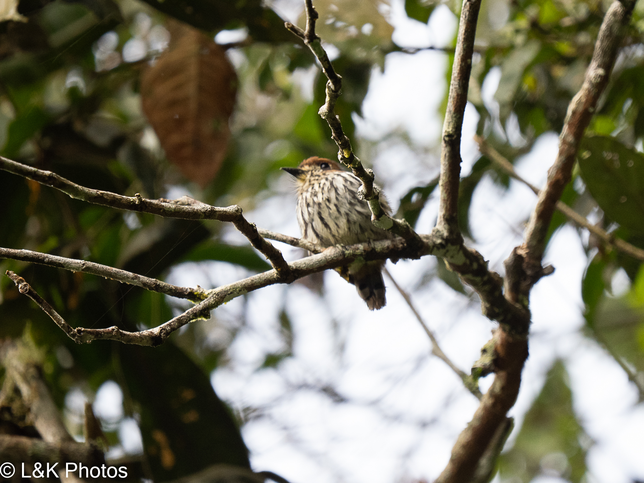 Lanceolated Monklet (Micromonacha lanceolata), photo 5