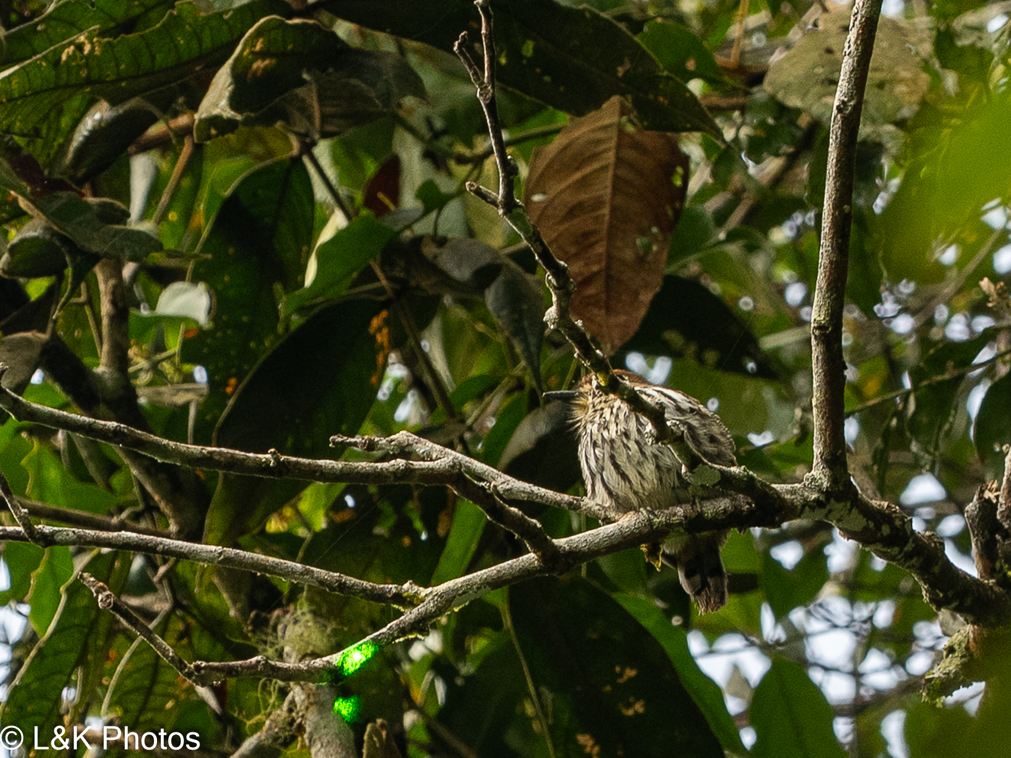 Lanceolated Monklet (Micromonacha lanceolata), photo 6