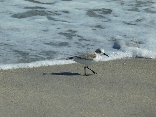 Sanderling (Calidris alba), photo 5