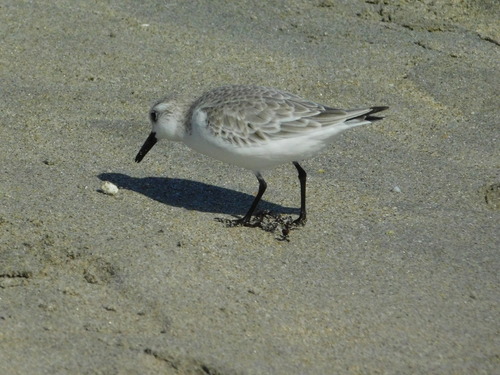 Sanderling (Calidris alba), photo 6