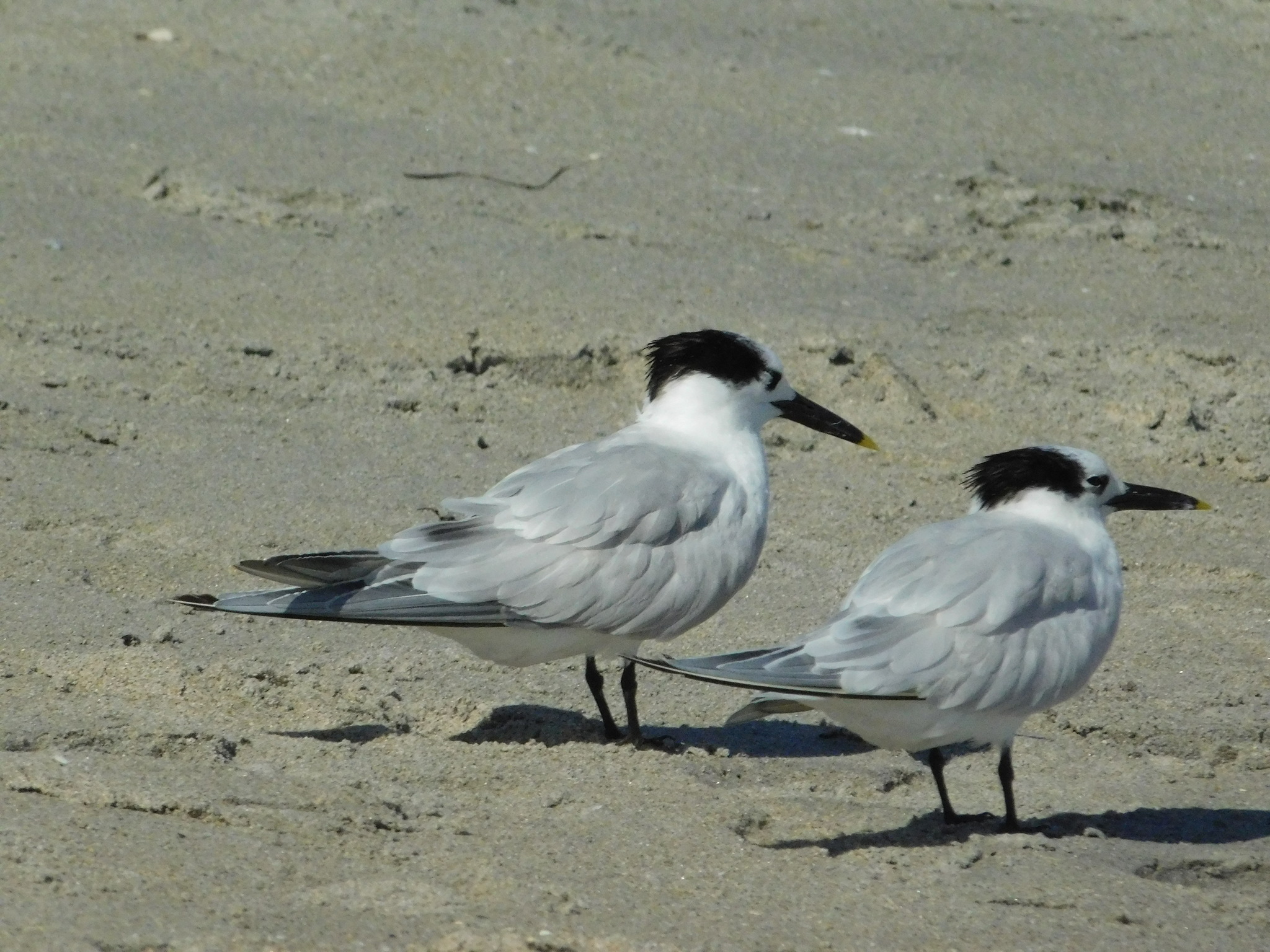 Sandwich Tern (Thalasseus sandvicensis), photo 3