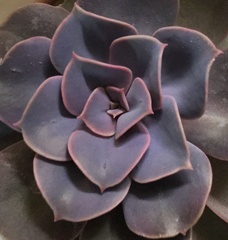 Echeveria gibbiflora × potosina