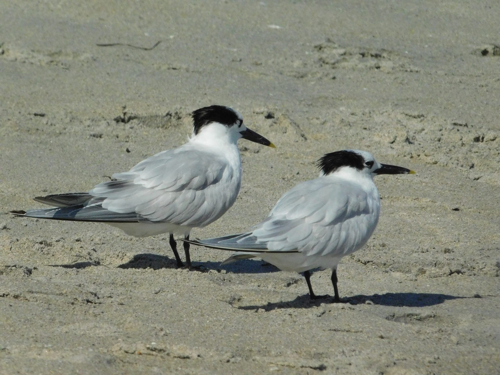 Sandwich Tern (Thalasseus sandvicensis), photo 2
