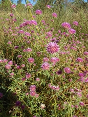 Gomphrena canescens