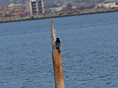 Pygmy Cormorant (Microcarbo pygmaeus), photo 2