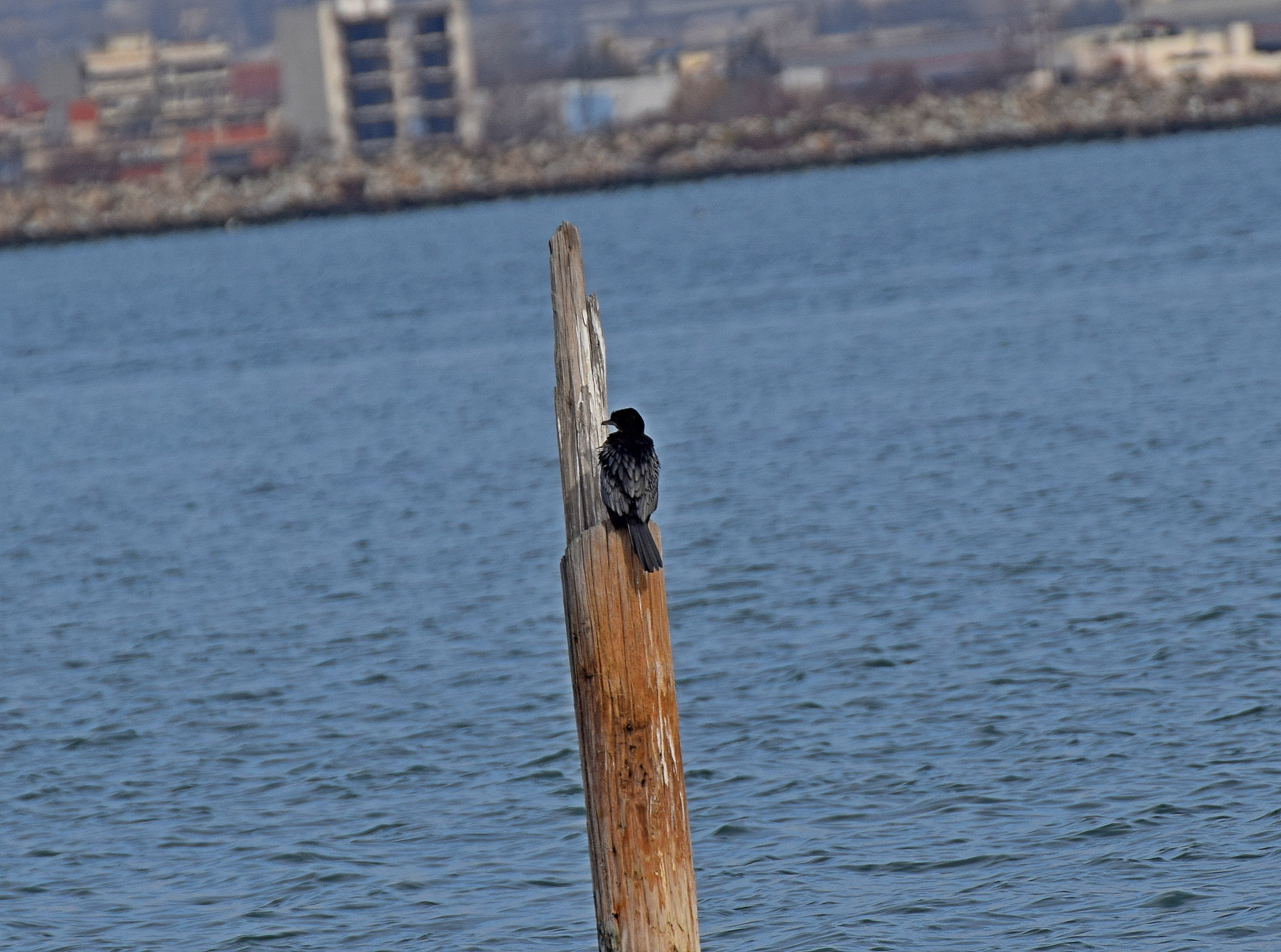 Pygmy Cormorant (Microcarbo pygmaeus), photo 2