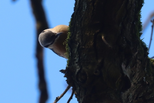 Eurasian Nuthatch (Sitta europaea), photo 9