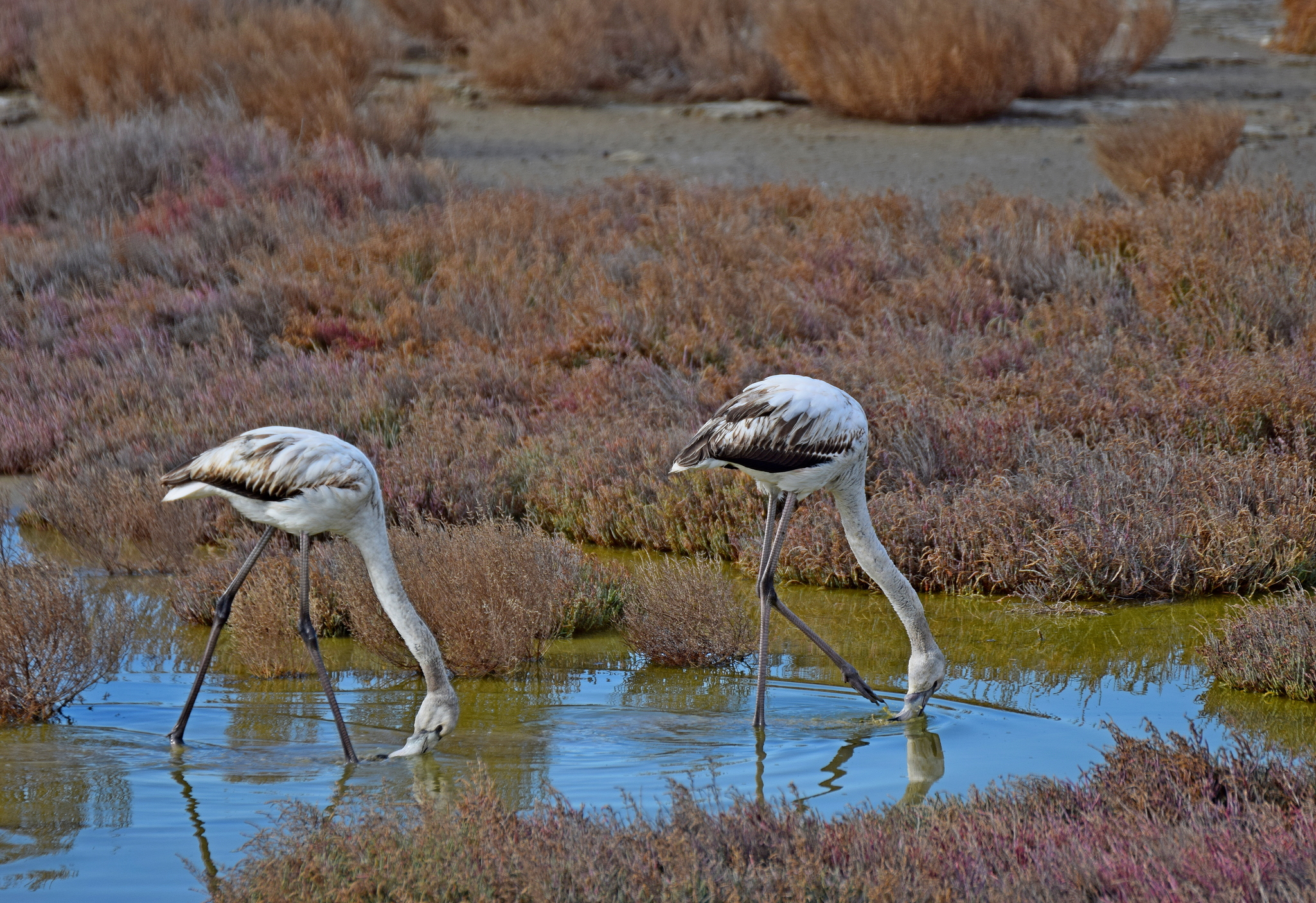 Greater Flamingo (Phoenicopterus roseus), photo 8