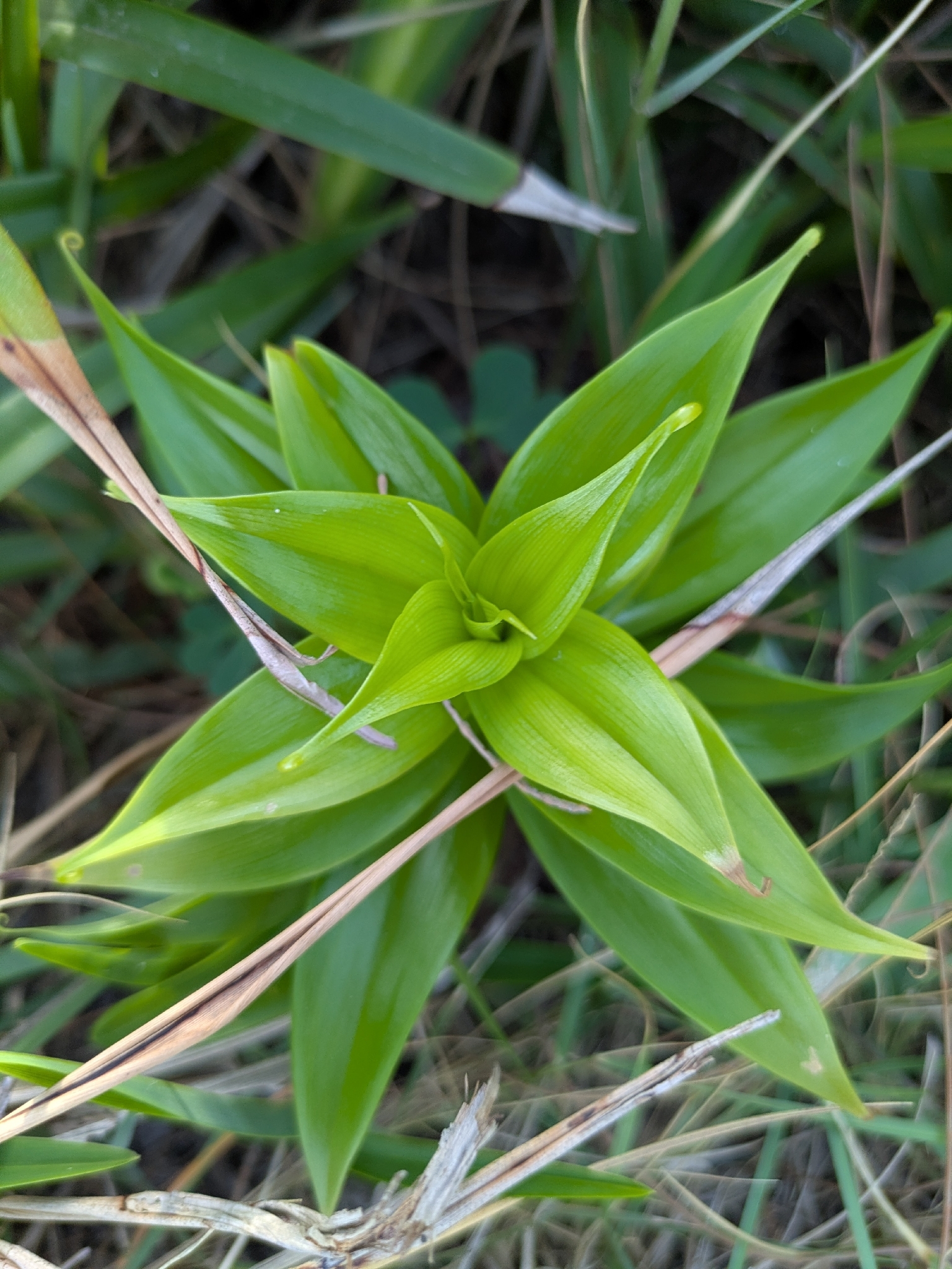 Imagem de Gloriosa
