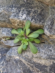 Sedum formosanum