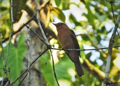 Rhytipterna holerythra