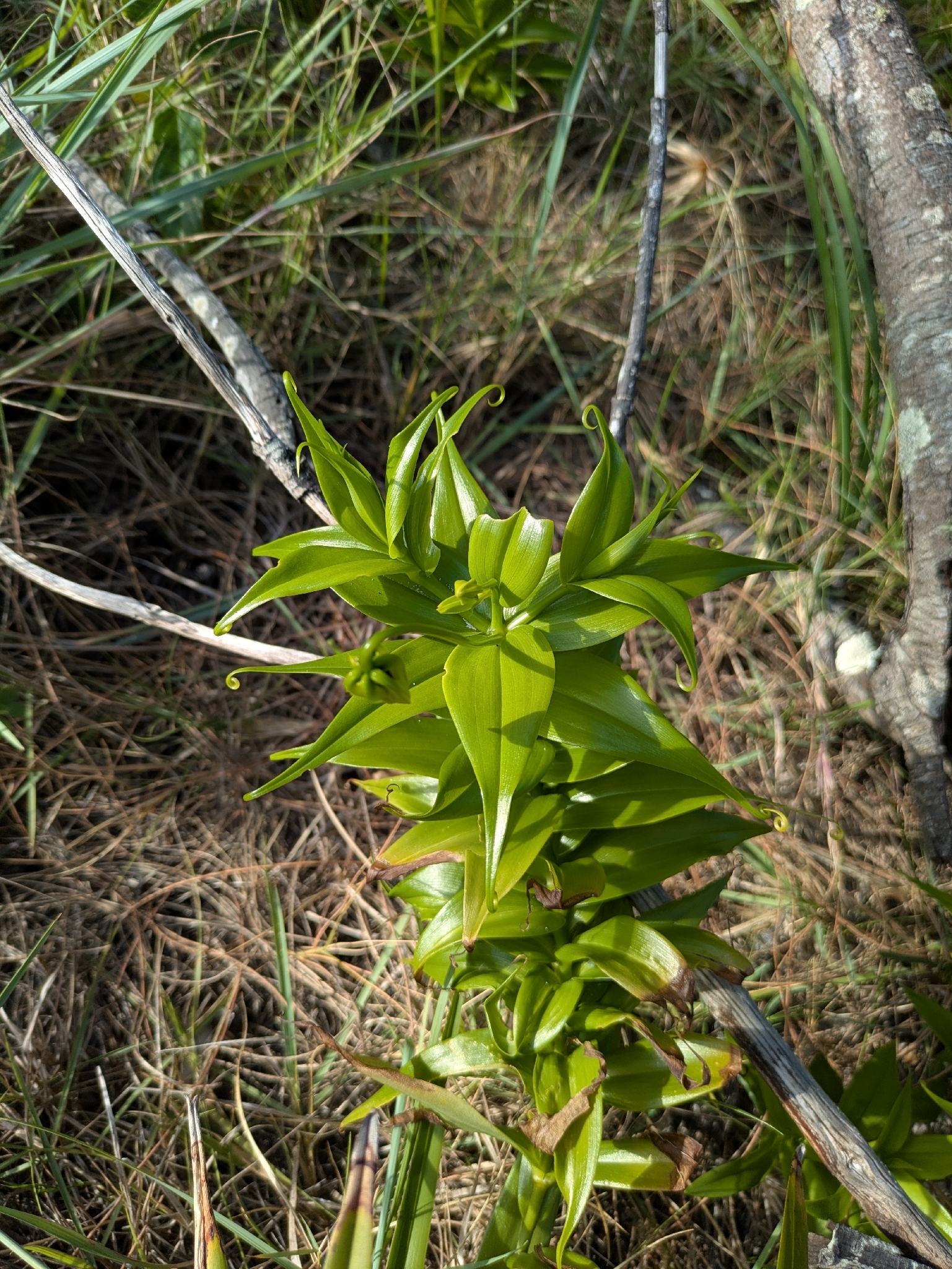 Imagem de Gloriosa