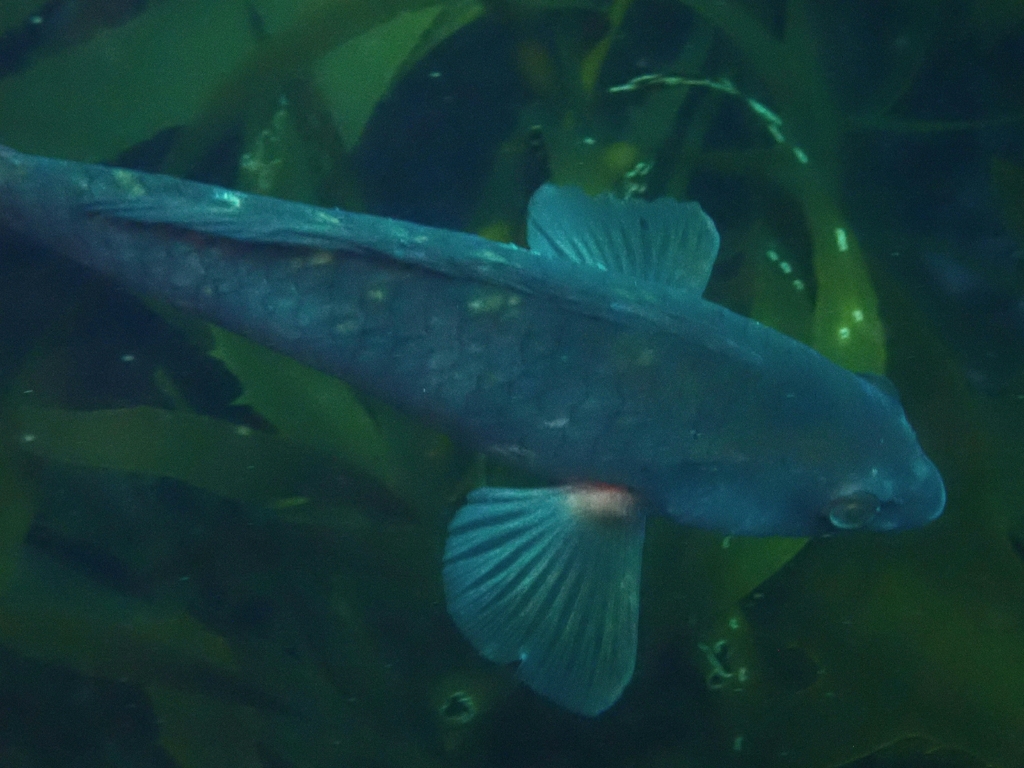 Banded parrotfish (Notolabrus fucicola) — Labridae