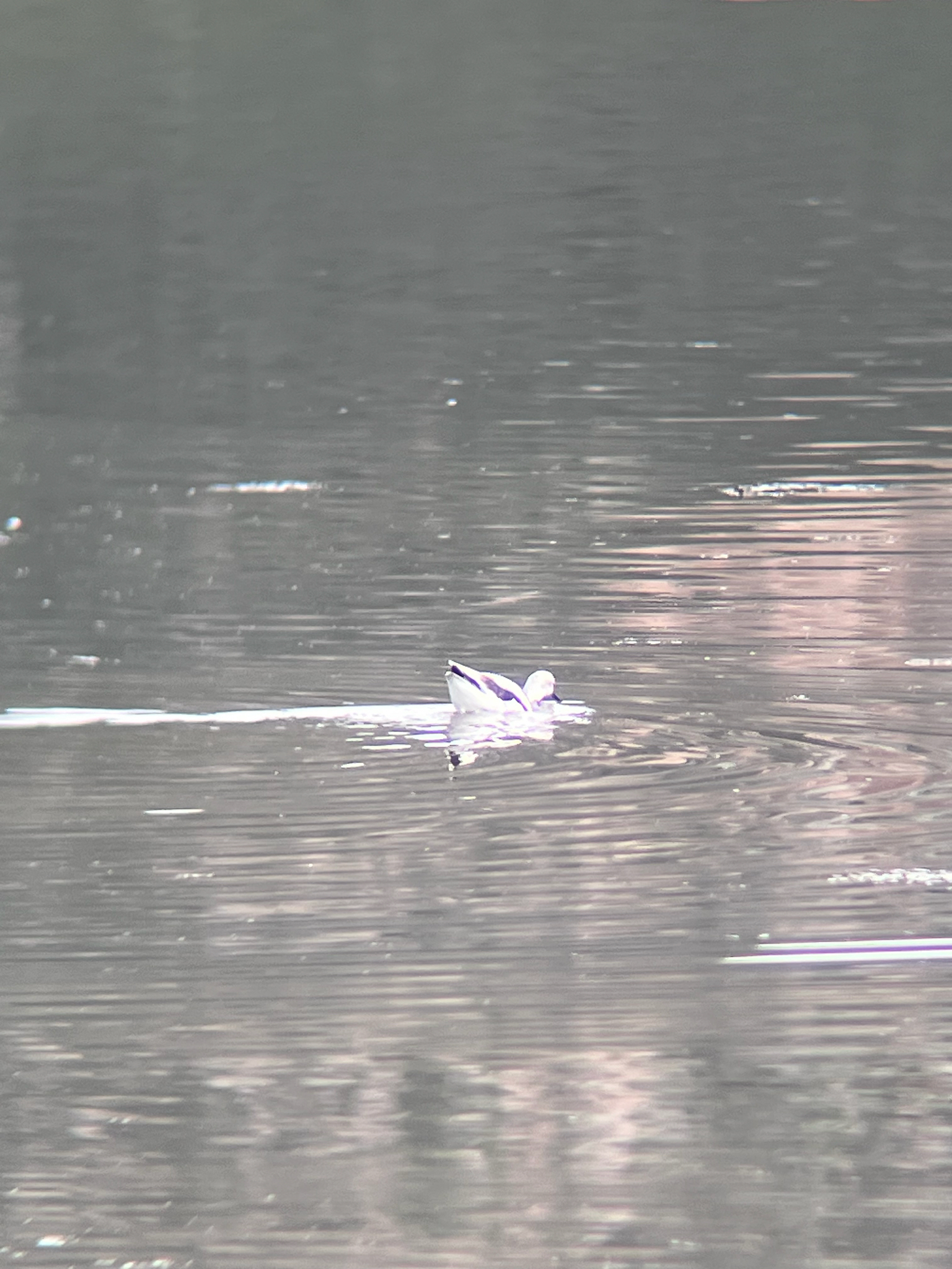 American Avocet (Recurvirostra americana), photo 3